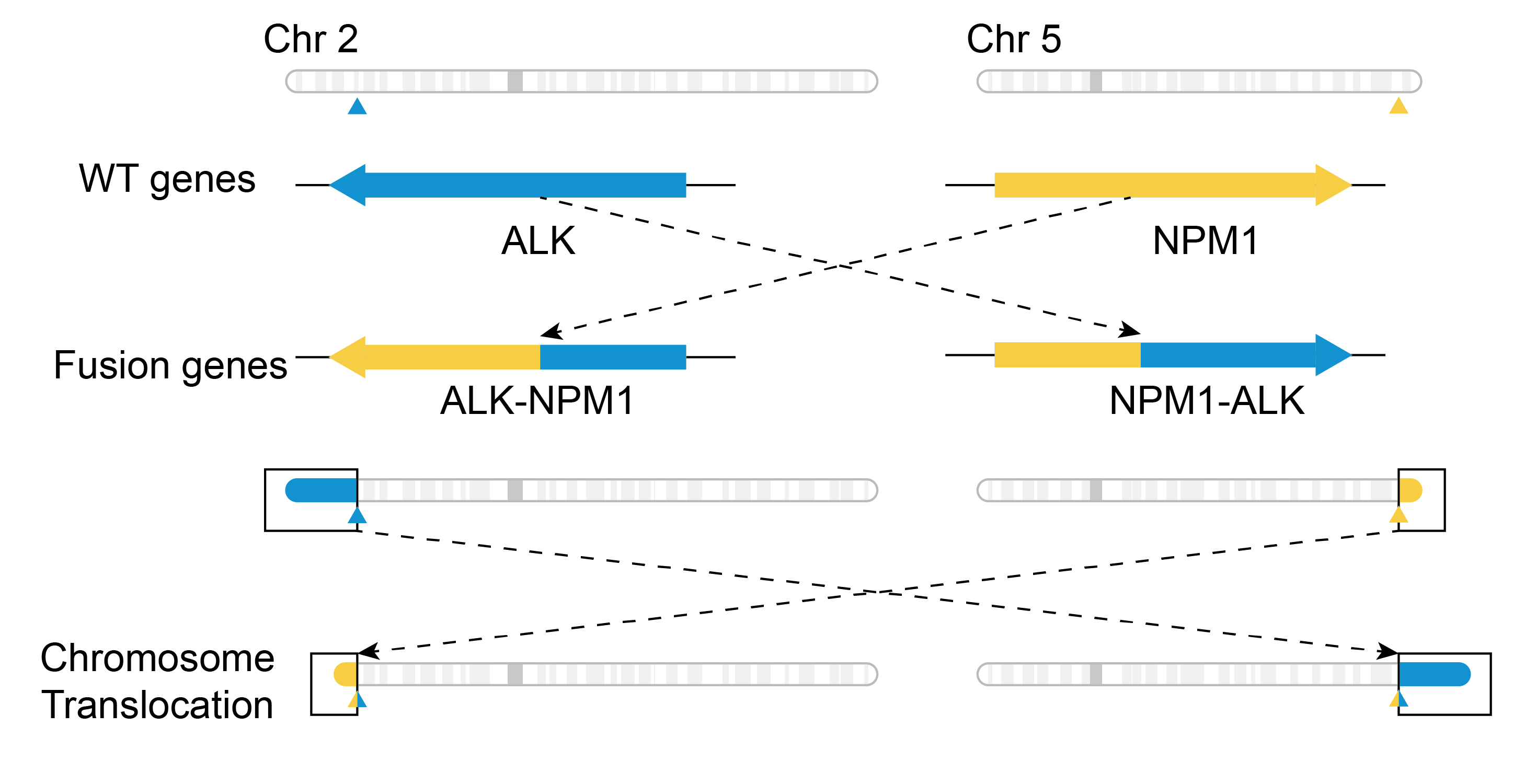 alk gene rearrangement